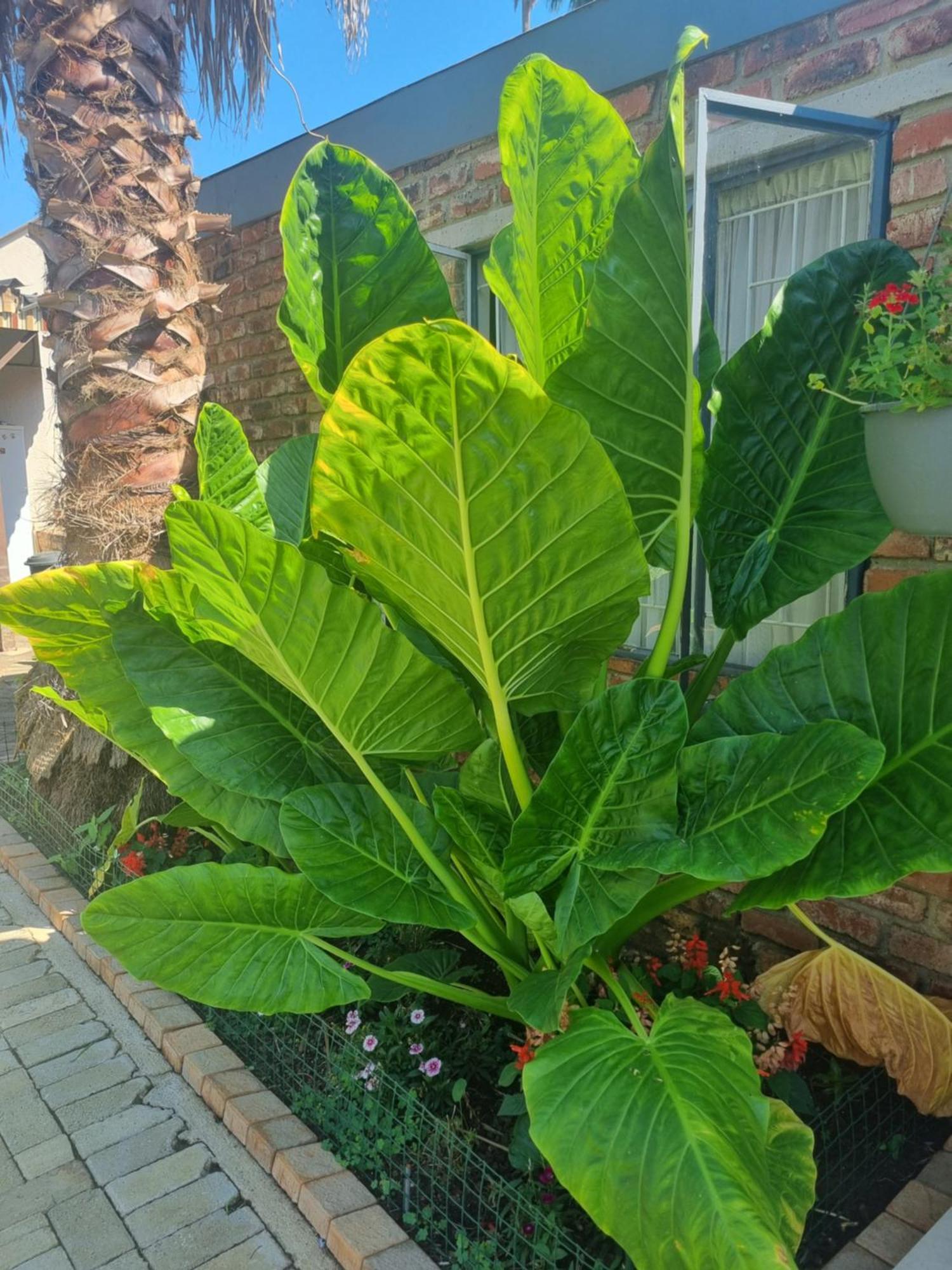 Grace B&B Potchefstroom Exterior foto